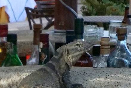 lizard in cabo san lucas. marriott hacienda hotel